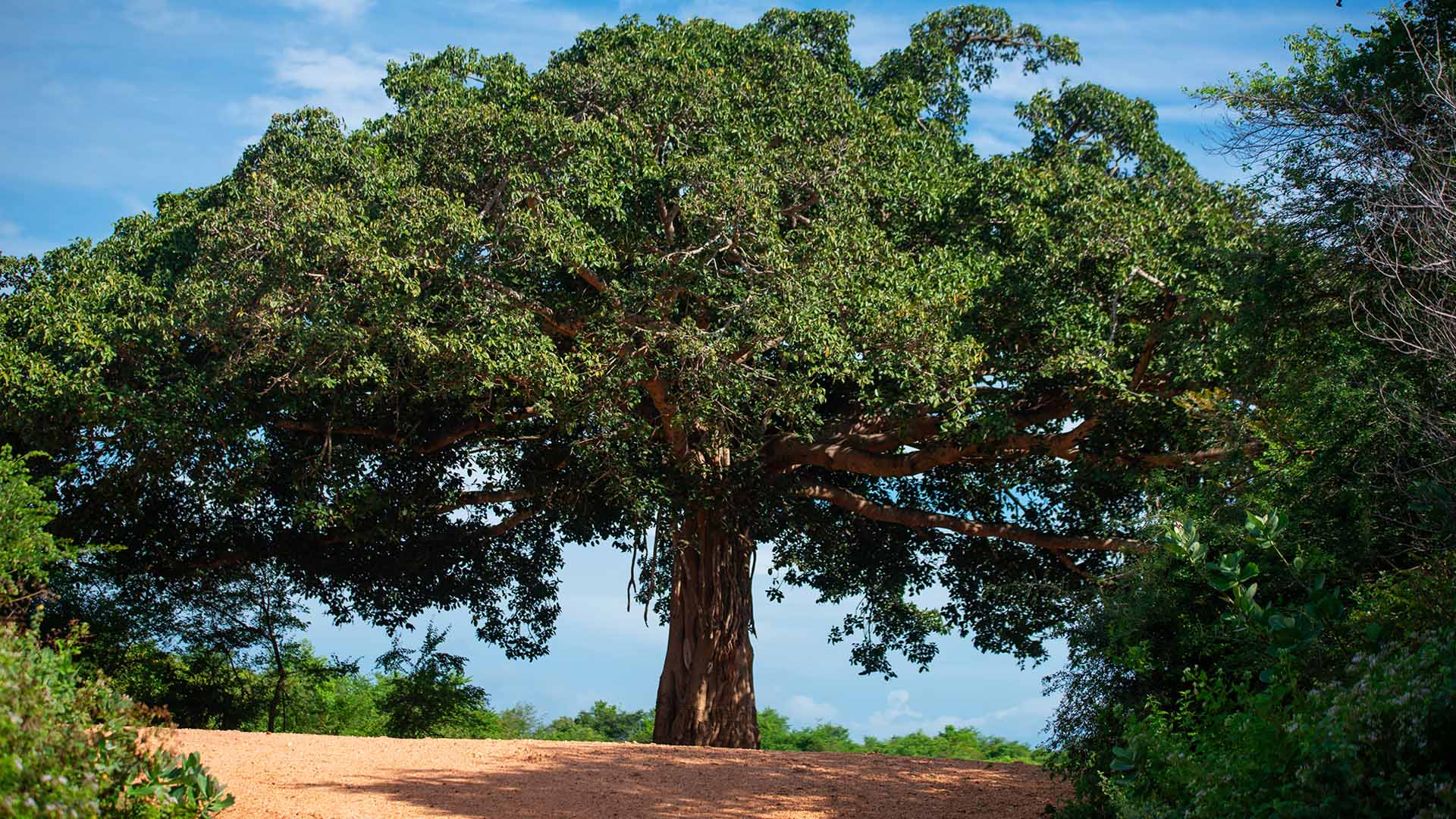 Hotel gallery image 2 showing accommodations, dining, and safari experiences at Udawalawe Elegarden Hotel
