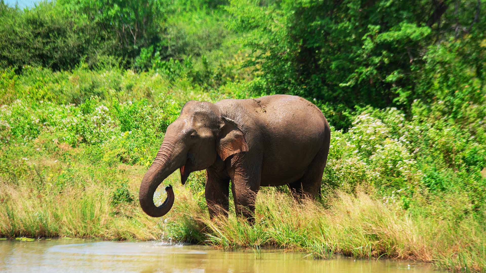 Hotel gallery image 5 showing accommodations, dining, and safari experiences at Udawalawe Elegarden Hotel