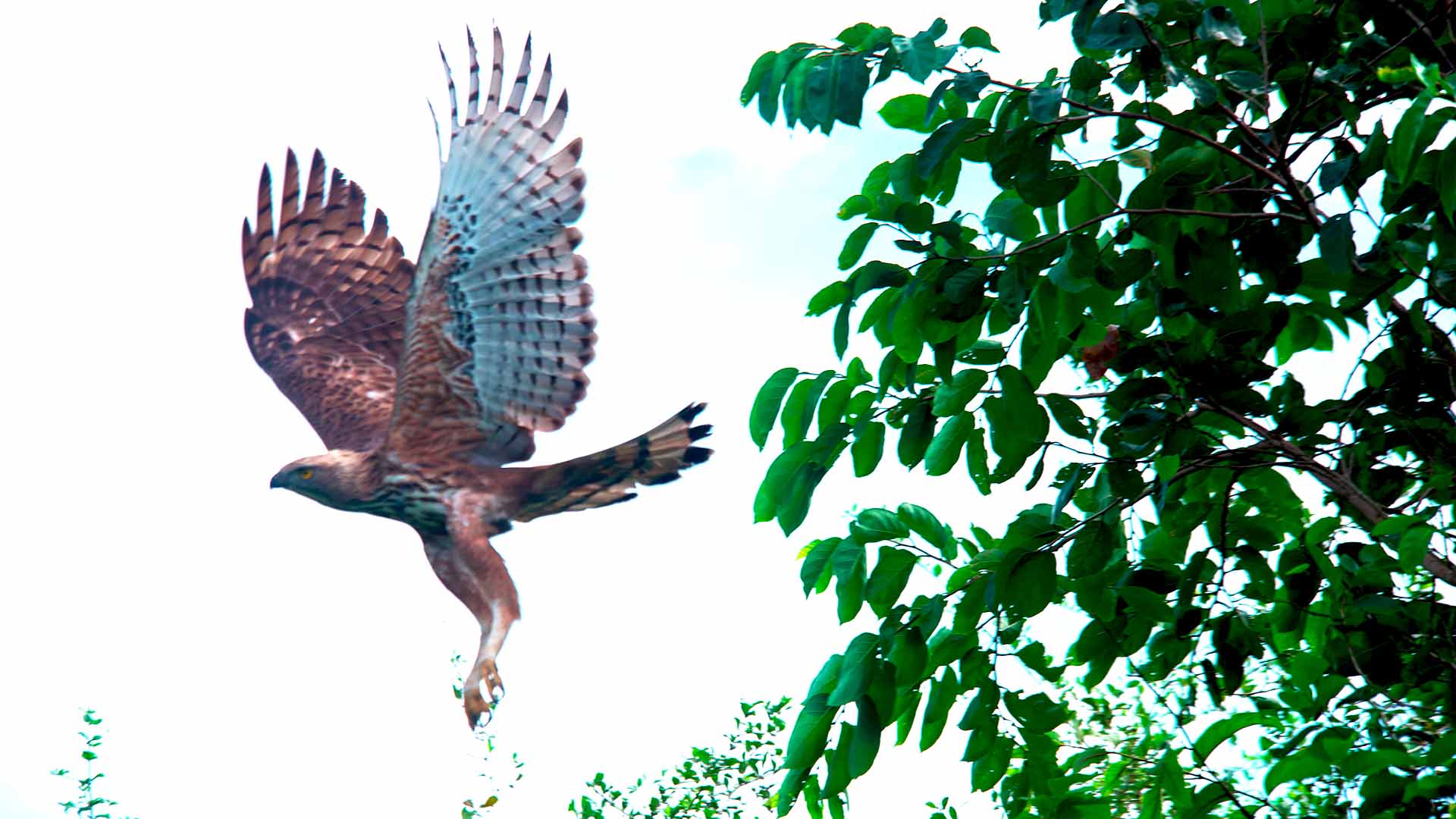 Hotel gallery image 8 showing accommodations, dining, and safari experiences at Udawalawe Elegarden Hotel