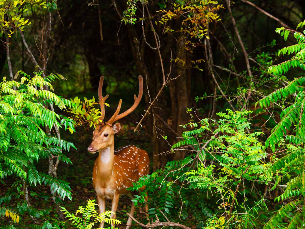 Group of safari jeeps observing wildlife in Udawalawe National Park