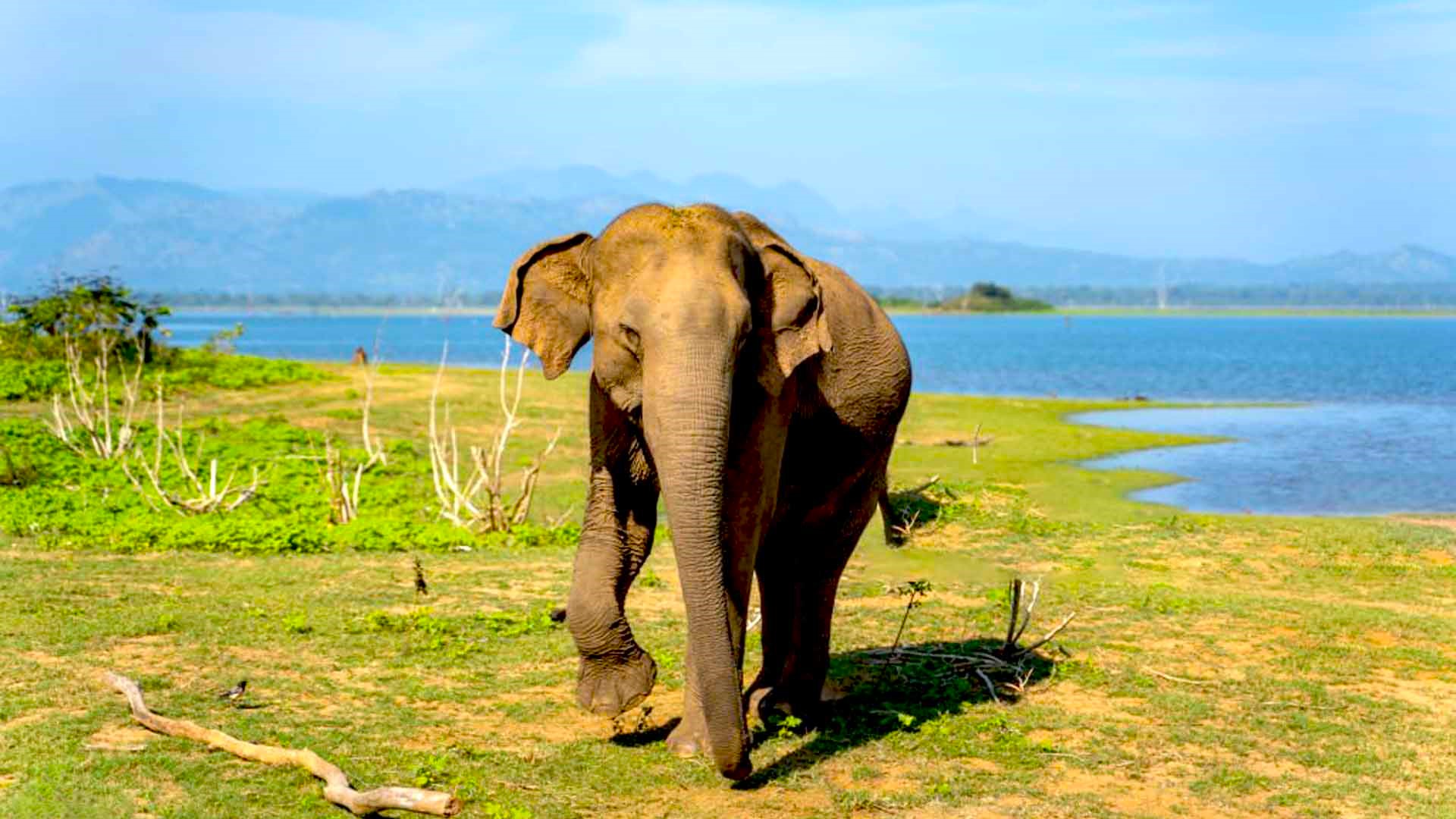 Jeep safari tour in Udawalawe National Park with wild elephants