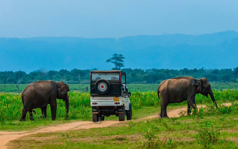 Udawalawe National Park Safari
