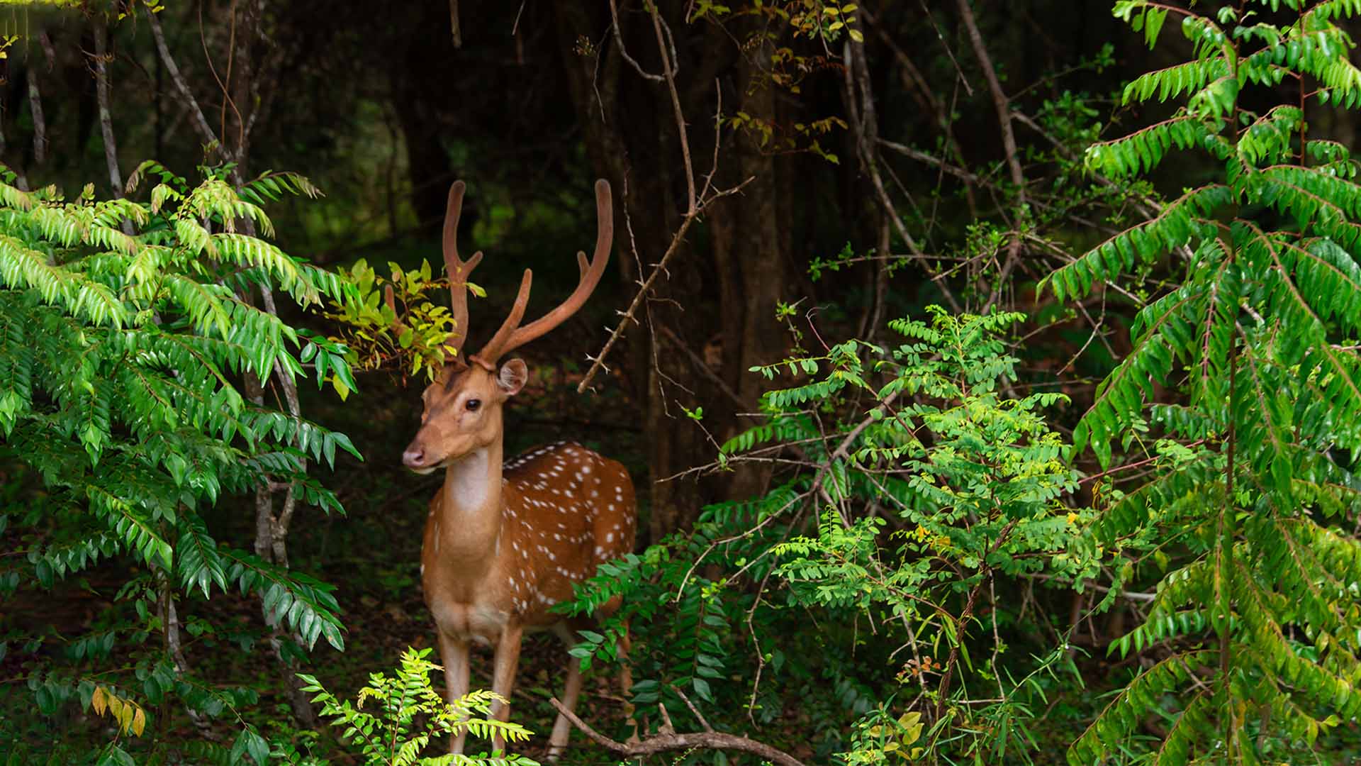 Udawalawe National Park Safari